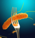 זיהום בחיידק קמפילובקטר - תמונת המחשה